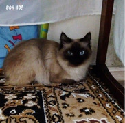 Найдена кошка
